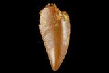 Serrated, Raptor Tooth - Real Dinosaur Tooth #173540-1